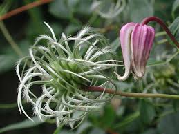 Add a new native plant species to your garden. Florida Native Plants How To Attract Birds Clematis