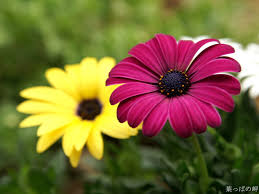 Looking up by louise docker. Free Download Beautiful Flowers Wallpaper White Daisy Flowers Wallpaper Cherry 1600x1200 For Your Desktop Mobile Tablet Explore 50 Beautiful Flowers Computer Wallpapers Flower Desktop Wallpaper Pretty Summer Flower Wallpaper