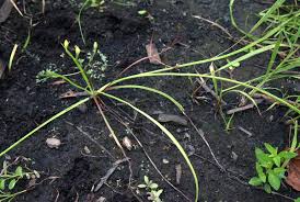 Image result for Hypoxis angustifolia