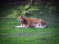 Do Cows Love Ice Cream?