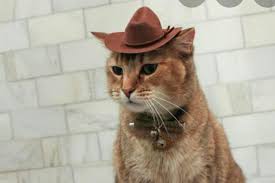 Последние твиты от cats and cowboy hats (@cowboycats). Thought You Guys May Like This Cat In A Cowboy Hat Catsinhats