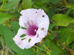 Image result for Ipomoea hochstetteri