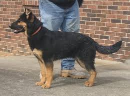 Black And Red German Shepherd Puppies For Sale In Nj Pin By Lucinda Mccarthy On Beauty In 2020 German Shepherd Puppies German Shepherd Dogs Shepherd Puppies