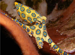 Blue Rings Octopus Octopus Ocean Creatures Underwater Creatures