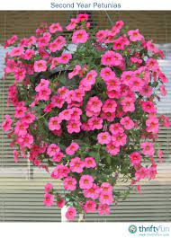 Second Year Petunias Petunia Hanging Baskets Petunia Plant Petunias