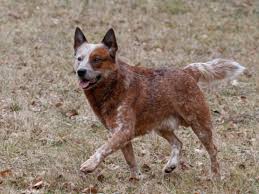 Der australian cattle dog ist ein äußerst arbeitswilliger hund. Icetv92fjsb3xm