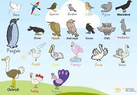 The names have substantially slipped in popularity since then. Bird Names List Of Birds And Types Of Birds With Beautiful Bird Images 7esl