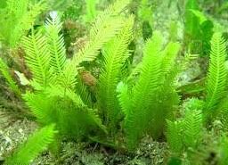 Soal pilihan ganda pilihlah salah satu jawaban yang paling tepat diantara jawaban a,b,c,d, dan e! 25 Contoh Soal Kingdom Plantae Dan Jawaban Pembahasan