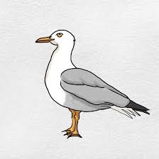 Image result for seagull