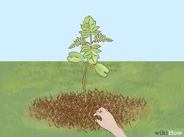 When i first planted jacaranda, i mistakenly planted the pod. How To Grow A Jacaranda Tree 11 Steps With Pictures Wikihow