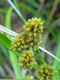 Image result for Oxycaryum