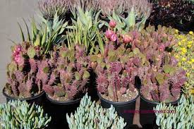 Most specimens are spineless and lack glochids (barbed bristles on the areoles). Plantfiles Pictures Baby Rita Prickly Pear Baby Rita Opuntia Santa Rita X Basilaris 1 By Kell