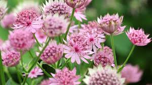 Image result for Astrantia major `Roma`