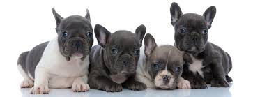 When a female bulldog reaches sexual maturity and how long is a bulldog pregnant? French Bulldog Growth Chart When Is French Bulldog Full Grown