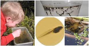 If you find tadpoles in your backyard pond, you may wonder if they need human help to thrive. Guide To How To Raise Tadpoles From Frogspawn In Your Home Or Class
