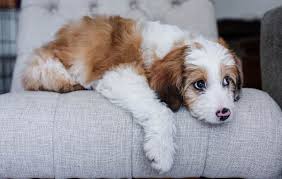 Aussiedoodle 12 Surprising Facts You Should Know About
