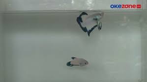 Harga jenis ikan cupang ini bisa mencapai jutaan rupiah! Jadi Mahar Pernikahan Di Bekasi Ini Kelebihan Ikan Cupang Blue Rim Bagian 2