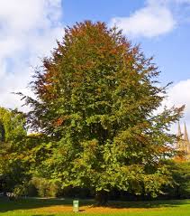 Image result for Fagus sylvatica