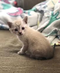 3 gorgeous male siamese kittens, 2 seal point and 1 seal lynx point, for sale in southwestern ohio. Nz Lynx Point Siamese Other Special Cats Posts Facebook