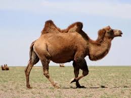 Learn how camel humps work and why they're not filled with water. Prehistoric Animals That Are Still Alive Today Far Wide