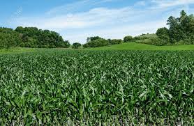 1300 bales of small square corn stalks. Corn Fields On The Fourth Of July Corn Stalks Reach A Height Stock Photo Picture And Royalty Free Image Image 83656195