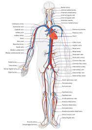 Most arteries carry oxygenated blood; Human Circulatory System Diagram For Kids Human Circulatory System Human Anatomy And Physiology Anatomy And Physiology