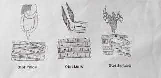 Jaringan otot dibagi menjadi 3 yaitu otot polos otot lurik dan otot jantung. Perhatikan Gambar Organ Jantung Tersusun Oleh Jaringan Brainly Co Id