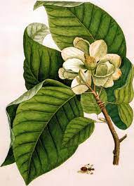 This Illustration Of Magnolia Acuminata Is By The Great Botanical Illustrator Mark Catesby Magnolia Acuminata S Tree Illustration Framed Poster Print Drawings