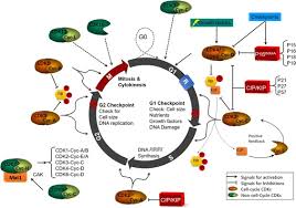 We did not find results for: An Insight Into The Emerging Role Of Cyclin Dependent Kinase Inhibitors As Potential Therapeutic Agents For The Treatment Of Advanced Cancers Sciencedirect