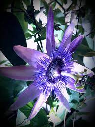 Pin By Leena Kauppinen On Passioflora Beautiful Flowers Flowers Passion Flower