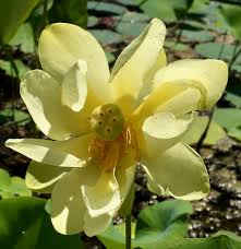 Maybe you would like to learn more about one of these? Foraging Texas Lotus