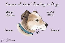 What To Do If Your Dog S Face Is Swollen
