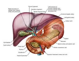 Anatomy of the abdominal wall. Anatomy Of Liver With Stomach And Pancreas Digestive System Portal Veins Stock Photo 174714624
