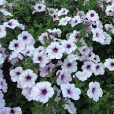 Use as ground cover, in containers or hanging shock wave petunias are perfect for borders, foundations, hanging baskets, patio containers or pathways. Tidal Wave Silver Petunia Seeds Urban Farmer