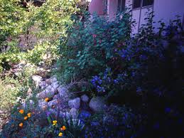 Maybe you would like to learn more about one of these? California Native Landscape Styles