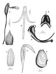 Image result for Habenaria schimperiana