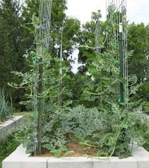 Make sure that the plants have not been treated with any insecticides or pesticides. Watermelon Vine On Trellis How To Grow Watermelon Watermelon Vines Vertical Trellis