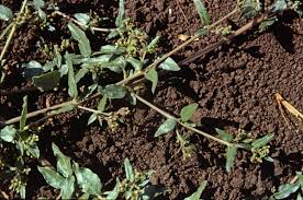 Image result for Boerhavia repens
