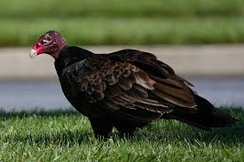 Otrzymaj 12.000 s stockowego materiału wideo turkey vultures circling and looking z 29.97 kl./s. Versatile Vultures Appalachian Voices