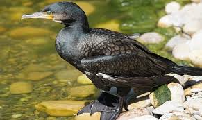 Thattekad Bird Sanctuary A Charming Birds National Park In Ernakulam Kerala National Parks Wildlife Conservation Kerala