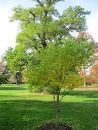 An artistically assembled tree video together with sayings. Kentucky Coffeetrees For Sale Fastgrowingtrees Com