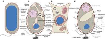 The protein channels can differ between chemical species in the amount of required activation voltage and the activation duration. Determining The Bacterial Cell Biology Of Planctomycetes Nature Communications