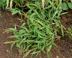 Image result for Urochloa comata
