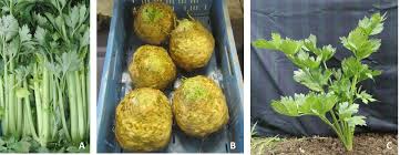 Image result for Apium graveolens