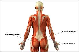 A diagram of the main parts of the skeletal system. Why Great Runners Have Great Butts