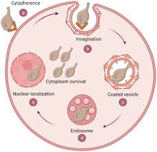 Image result for Mycoplasma