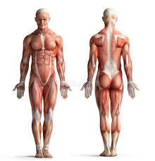 Body image reflects how comfortable a person feels in their body. Human Anatomy Full Body Muscles Stock Illustration Illustration Of Muscular Abdomen 48356438