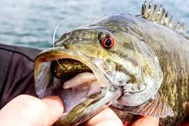 If you want peace, the. The Mystery Of The Brereton Lake Smallmouth Bass Winnipeg Free Press