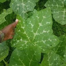 Image result for Cucurbita moschata