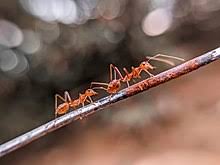 We have made it our mission to help our followers. Ant Wikipedia